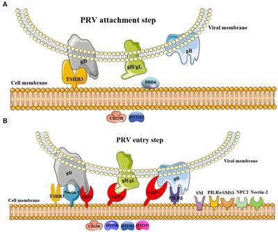 Host cellular factors involved in pseudorabies virus attachment and entry: a mini review